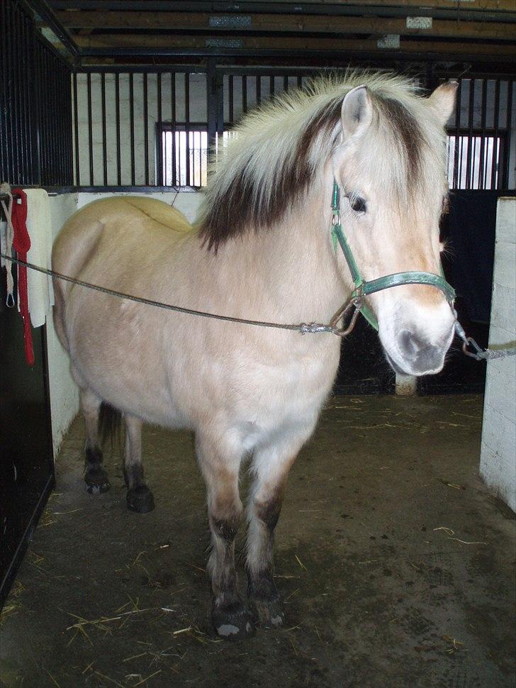 Fjordhest Indianna billede 19