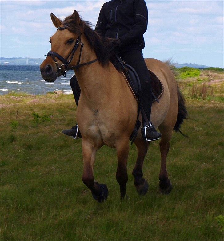 Anden særlig race Kiki  - Kiki og Karen i en galop nede ved vandet:-) billede 20