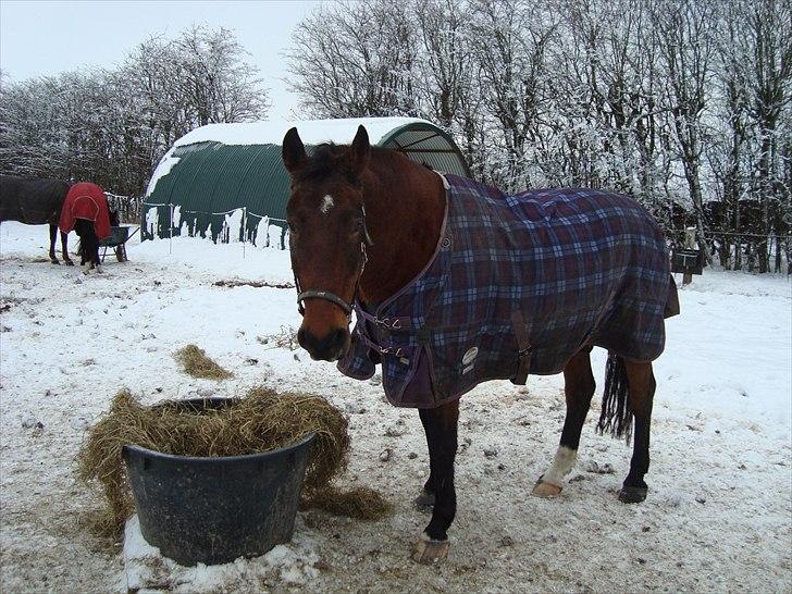 Anden særlig race Charlie Mingus - Charlie i færd med at guffe wrap i sig i løsdriften... billede 1