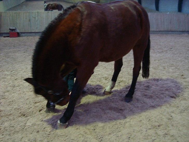 Anden særlig race Charlie Mingus - Neje kan vi skam også... billede 3