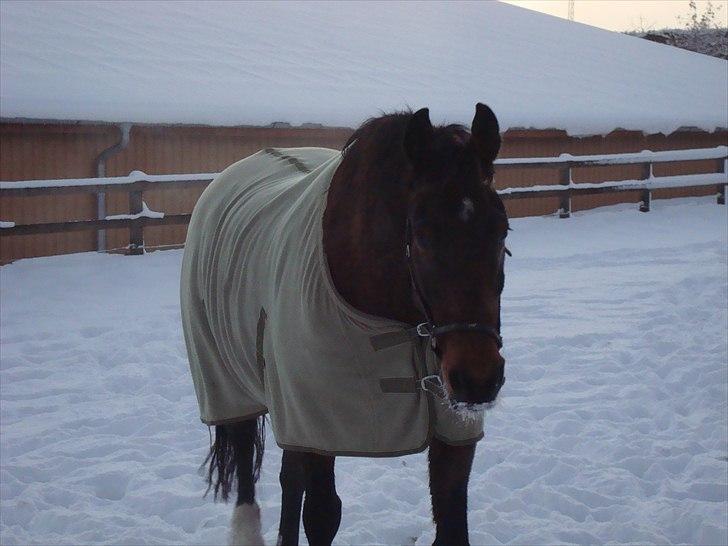 Anden særlig race Charlie Mingus - Charlie sveder af på banen efter en tur i det hvidklædte landskab... billede 5