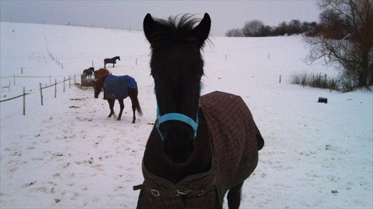 Barockpferd Ilano - Ilaon vil godt ind nu..... mor det er koldt det her :-) billede 1