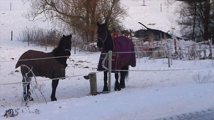 Barockpferd Ilano - Hmmmm vandkoppen er frosset til....hvad gør vi så?? billede 2