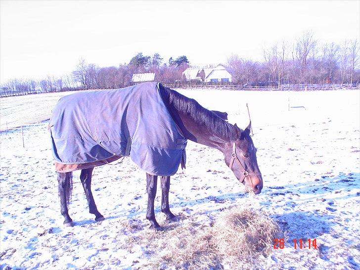 Dansk Varmblod STEDETS ROSITTA RDH - Stedets Rositta 5 år. vinter 2007 billede 2