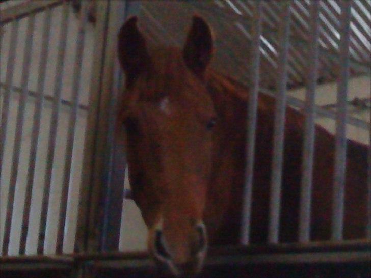 Anden særlig race Zoya billede 6