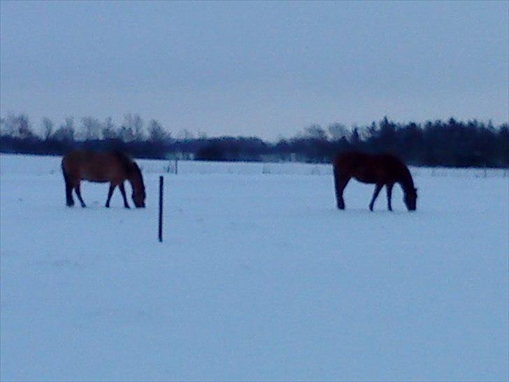 Anden særlig race Zoya - Zoya og Leo hygger sig i sneen :-) billede 8