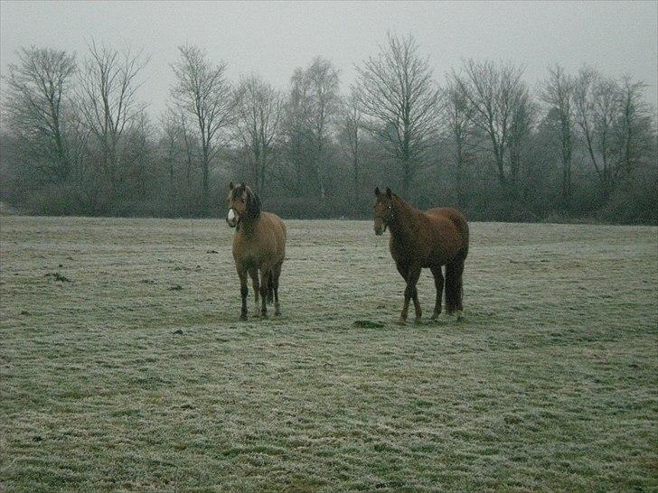 Anden særlig race Zoya billede 9