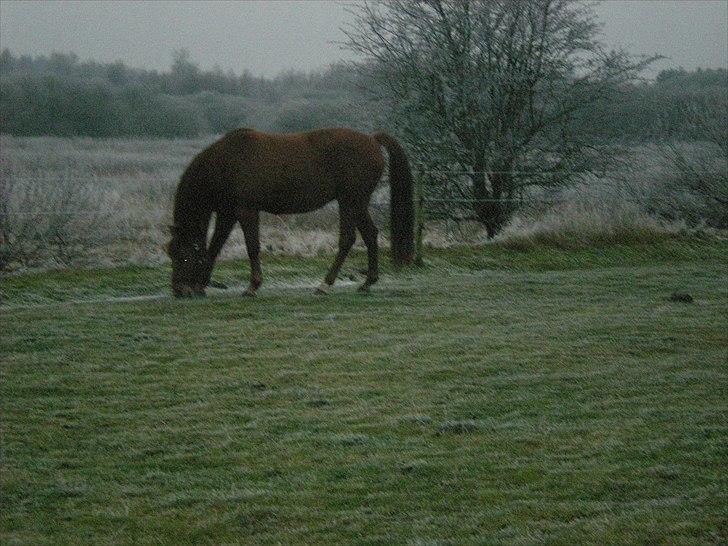 Anden særlig race Zoya billede 10