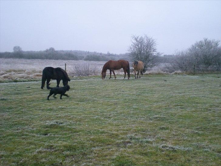 Anden særlig race Zoya - Zoya, Leo, Freya og Nikki på folden billede 11