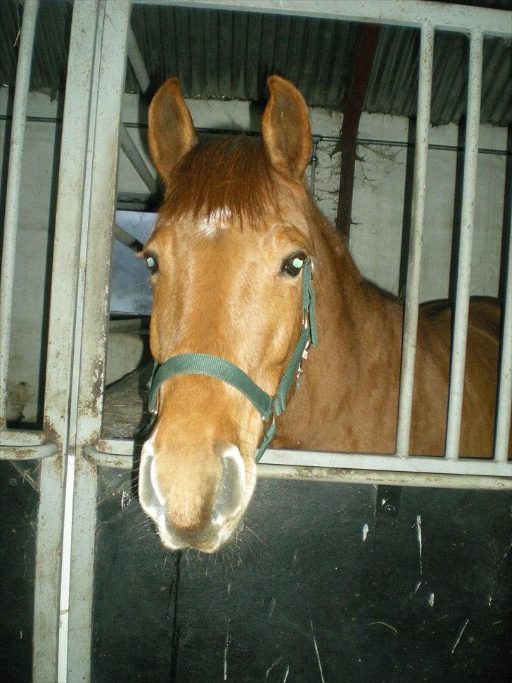 Anden særlig race Zoya billede 12