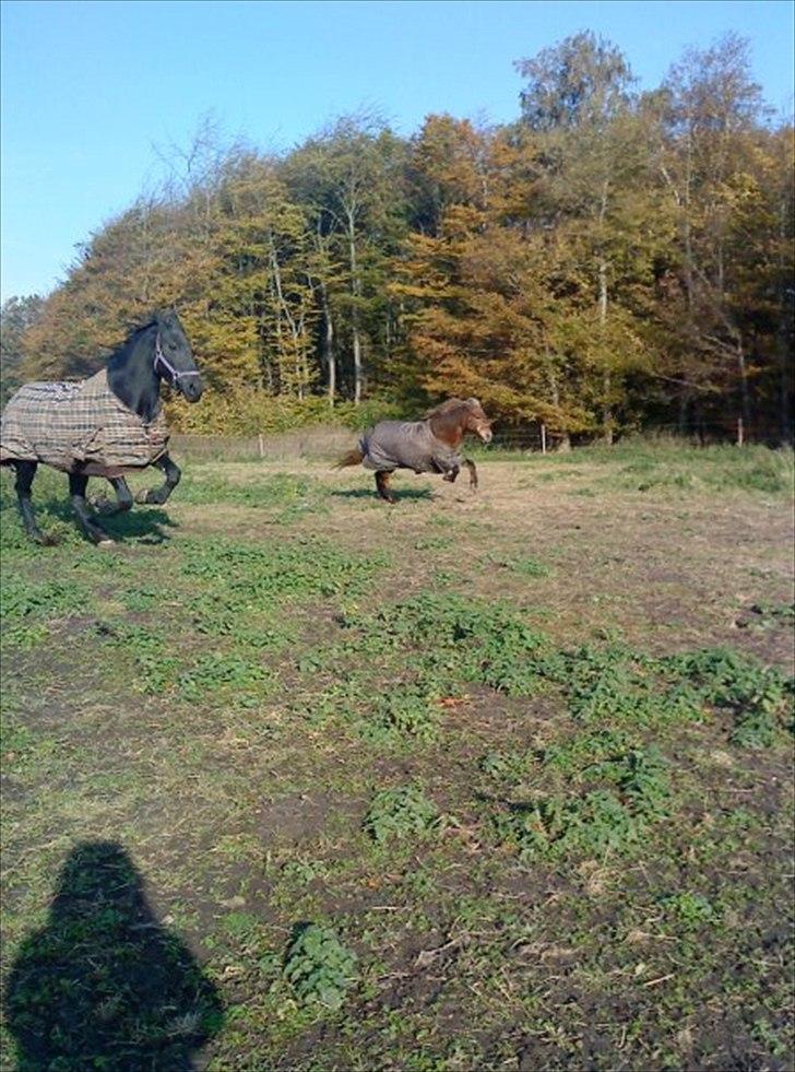Frieser Hilda - min dejlige frieser og min gamle pony billede 4