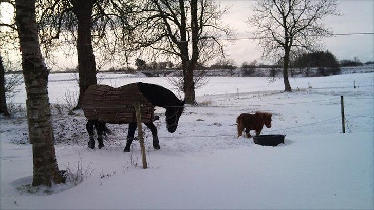 Frieser Hilda - frieser hoppe hilda billede 6