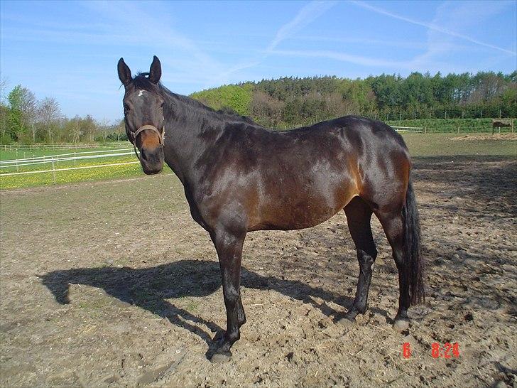 Dansk Varmblod STEDETS ROSITTA RDH - Stedets Rositta 6 år. sommer 2008. skal snart ha føl efter Heartbeat. billede 3