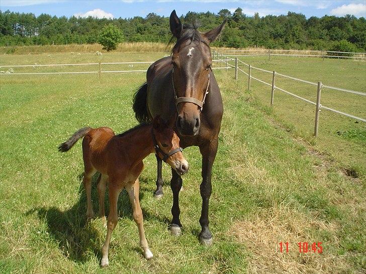Dansk Varmblod STEDETS ROSITTA RDH - Stedets Rositta og Lyngbjergbos Harmoni 2008 billede 4