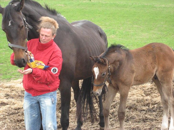 Dansk Varmblod STEDETS ROSITTA RDH - Stedets Rositta og Lyngbjergbos Rossi 2010 billede 5