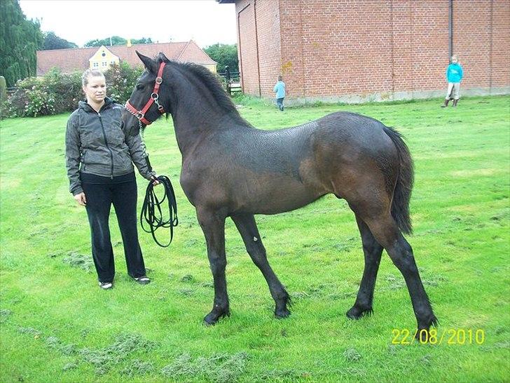 Barockpferd Ilano - Moaaar jeg kommer lige om lidt. billede 3