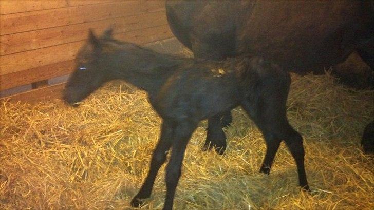 Barockpferd Ilano - Ilano da han lige var blevet født :-) han var sååå lille og nuttet :-) billede 4