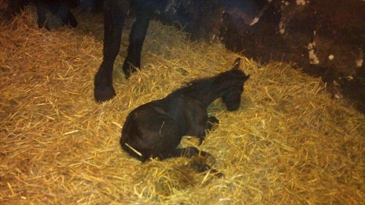 Barockpferd Ilano - Det er meget hårdt at blive født :-) billede 5