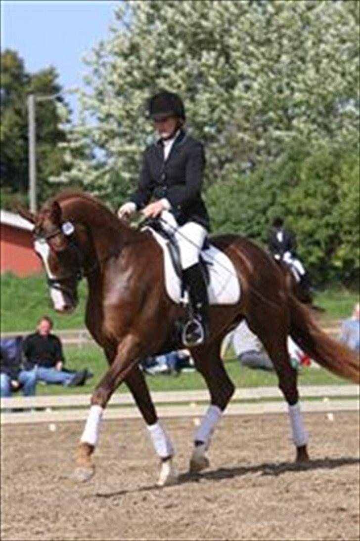 Dansk Varmblod Vestergårdens Donavill billede 12