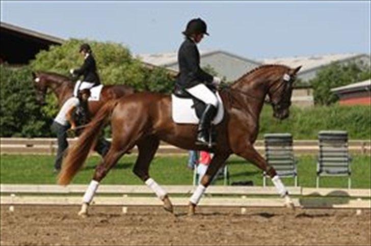 Dansk Varmblod Vestergårdens Donavill billede 13