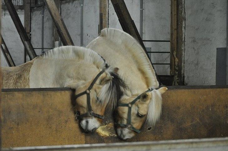 Fjordhest Bucklands felix (red) - felix er ham med den sorte man og der er brormand der står ved siden af med rød man  billede 13