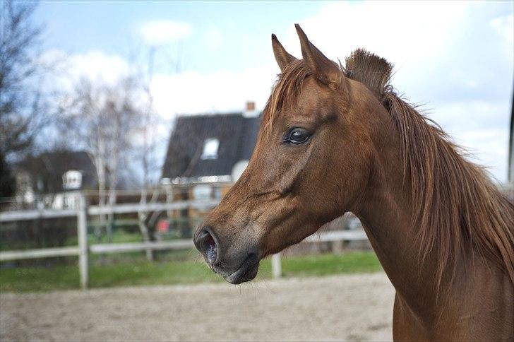 Arabisk fuldblod (OX) Princess Valencia Annakia  - Velkommen til Princessens profil. :-) billede 1