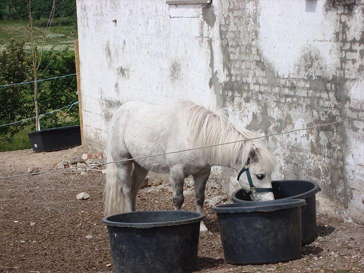 Anden særlig race Prins billede 1