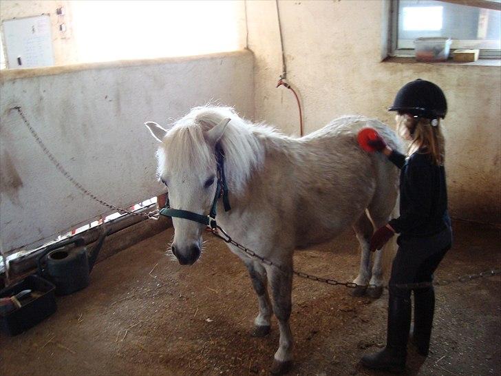 Anden særlig race Prins billede 2
