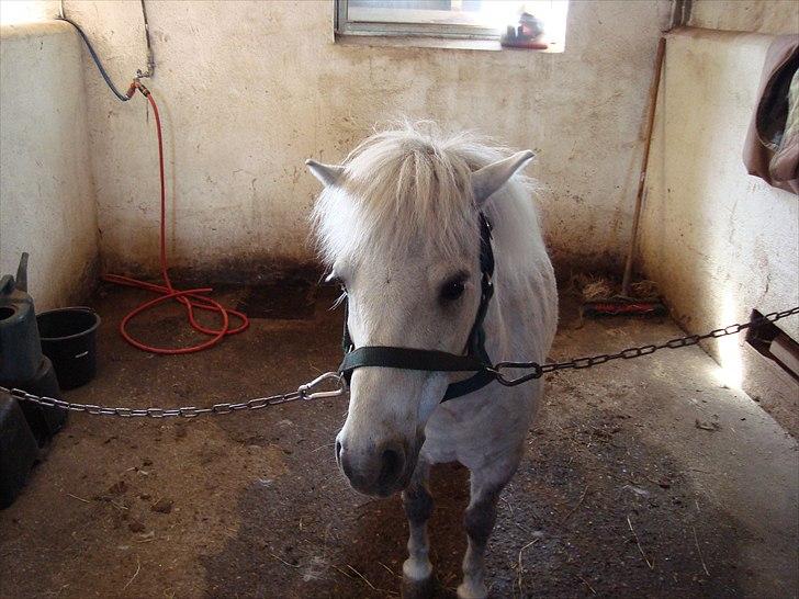 Anden særlig race Prins billede 3