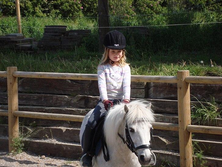 Anden særlig race Prins billede 4