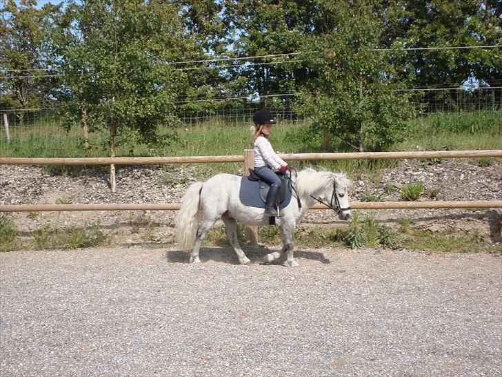 Anden særlig race Prins billede 5