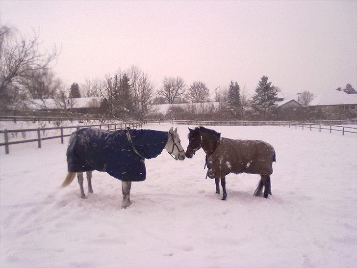 Anden særlig race Walther - Walther og Shadow er på <3
ps. shadow er min gamle pony som jeg delte med min fie (søster) billede 8