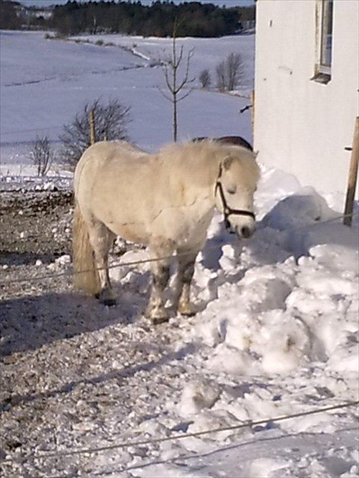 Anden særlig race Prins billede 6