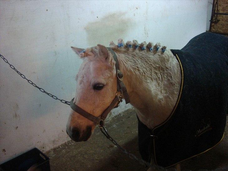 Anden særlig race Prins billede 8