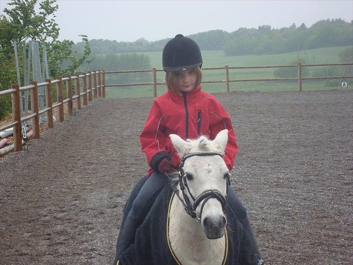 Anden særlig race Prins billede 12