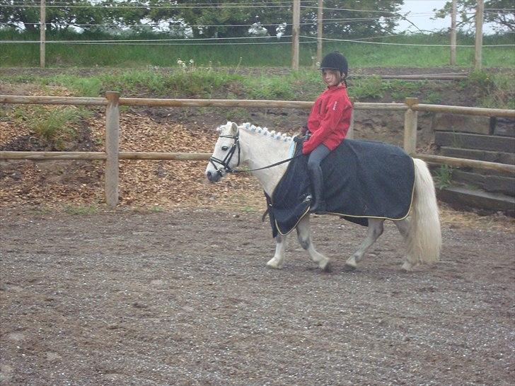 Anden særlig race Prins billede 13