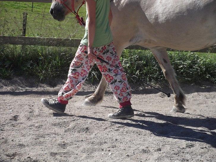 Fjordhest Katrine -Bea •Gl. Part• - Vi synkron skridt som Andrea har lært os!:) billede 3