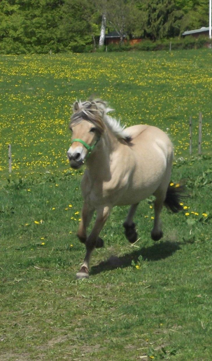Fjordhest Katrine -Bea •Gl. Part• - Tulle i fuuld hopla over den nyankomne hest! :DD billede 4