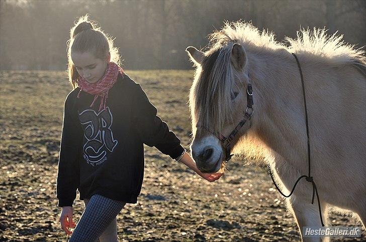 Fjordhest Katrine -Bea •Gl. Part• - Indhentning fra folden :) [iv] billede 7