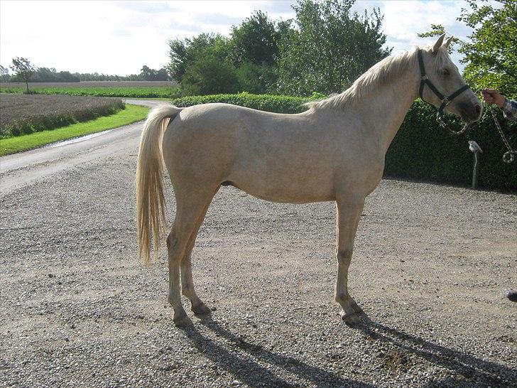 DSP Felix  billede 1