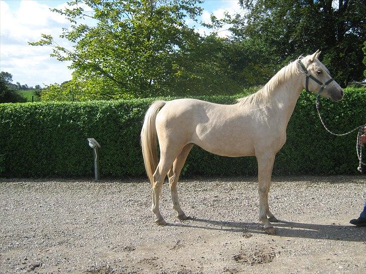 DSP Felix  billede 2