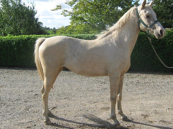 DSP Felix  billede 3