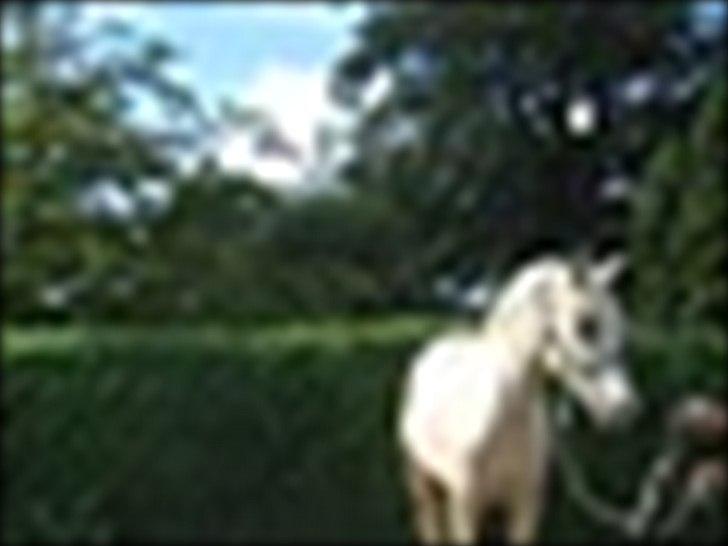 DSP Felix  billede 4