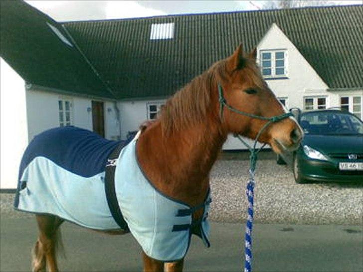 Anden særlig race R.I.P Bokki min skat :'( - R.I.P!!! :´( den dag du skulle aflives :´( elsker dig for altid!!<3<3´ billede 4