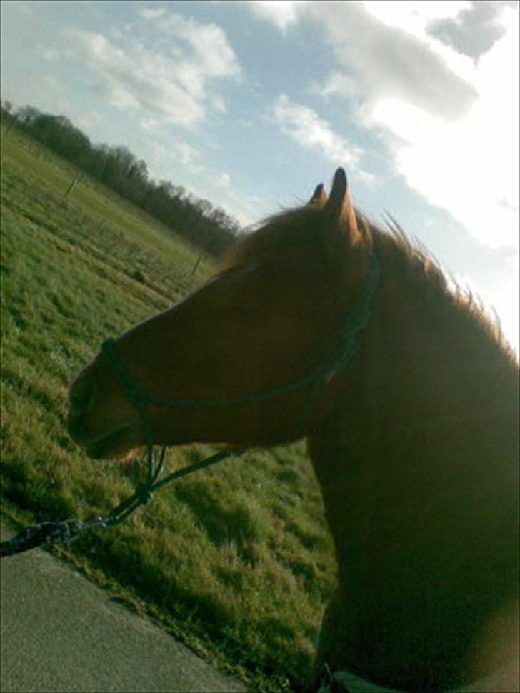 Anden særlig race R.I.P Bokki min skat :'( - R.I.P!!! :´( den dag du skulle aflives :´( elsker dig for altid!!<3<3´ billede 5