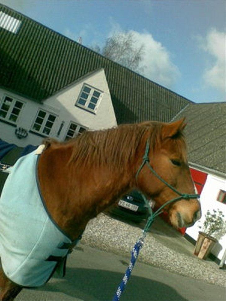 Anden særlig race R.I.P Bokki min skat :'( - R.I.P!!! :´( den dag du skulle aflives :´( elsker dig for altid!!<3<3´ billede 7