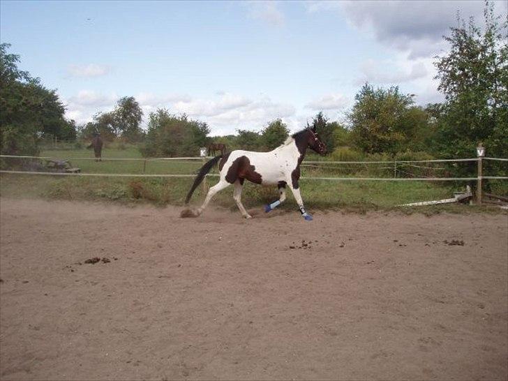 Paint Cosmo. mit hjerte barn  - jaaa smukke dreng billede 10