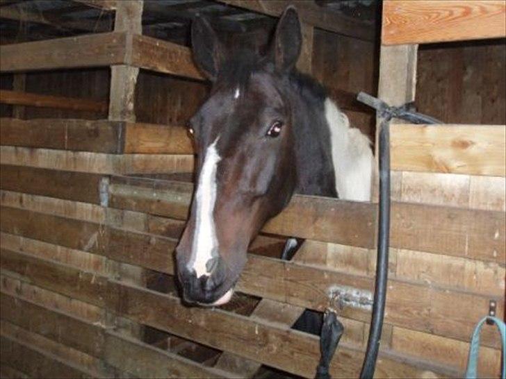 Paint Cosmo. mit hjerte barn  - cosmo billede 12