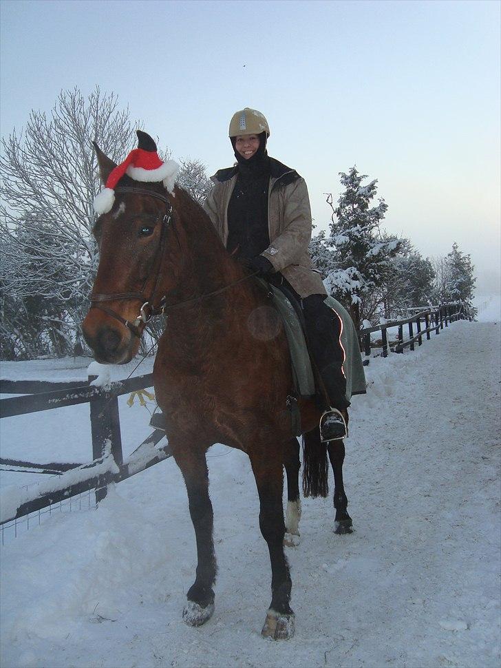 Anden særlig race Charlie Mingus - På vej til en tur i det sneklædte landskab... billede 6