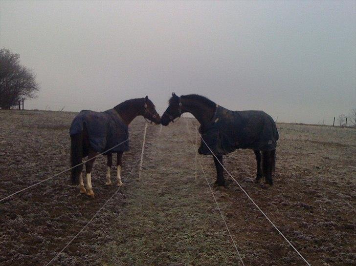 Frieser Jelle L - Ridedyret og Vasehøjs Kashi hilser på hinanden en smuk vinter morgen billede 14